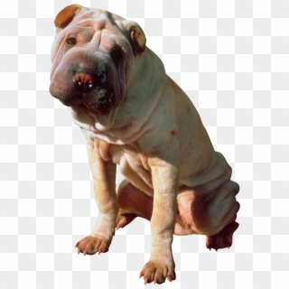 0897 Photoobject - Perro Mediano Que No Suelte Pelo, HD Png Download