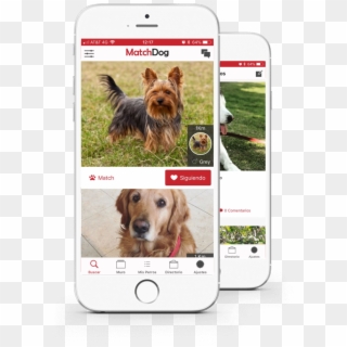 ¡conectando A Los Perros Del Mundo - Yorkshire Terrier, HD Png Download