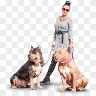 Comprar Perros American Bully Xl - Companion Dog, HD Png Download