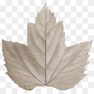 Maple Leaf, HD Png Download