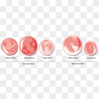 Image Modificada De Componentes De La Sangre - Difference Between Granulocytes And Agranulocytes, HD Png Download
