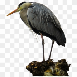 Animals Bird Heron Feather Isolated - Héron Png, Transparent Png