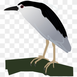 Black-crowned Night Heron, HD Png Download