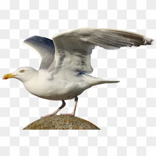 Gaviota Png, Transparent Png