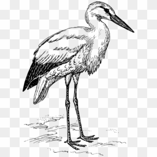 Blue Heron Clipart Transparent - Stork Clipart Black And White, HD Png Download