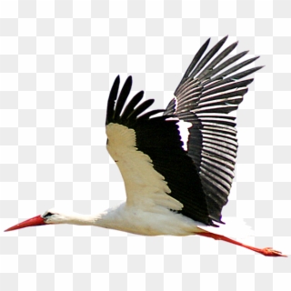 Heron Clipart Transparent - Stork Png, Png Download