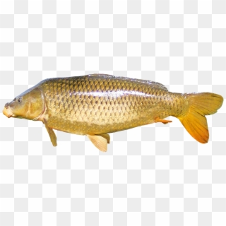 Isolated Carp Freshwater Fish Nature New Year's Eve - Common Carp, HD Png Download