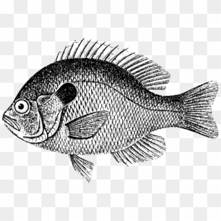Fish Scale Bass Carp Fishing - Crappie Clipart Black And White, HD Png Download
