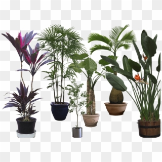 Cordyline Fruticosa Png, Transparent Png