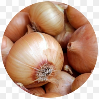 ¿qué Variedad Cultivar - Yellow Spanish Sweet Onion, HD Png Download