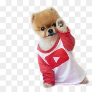 #perritos - Jiffpom, HD Png Download