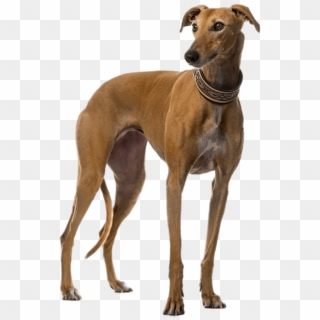 Brown Greyhound - Galgo Español Cachorro, HD Png Download