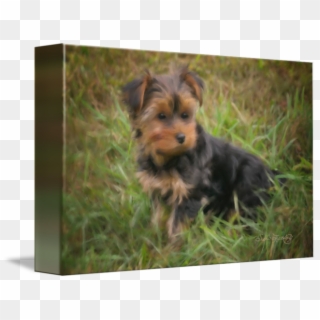 Terrier Drawing Teacup Yorkie - Yorkshire Terrier, HD Png Download