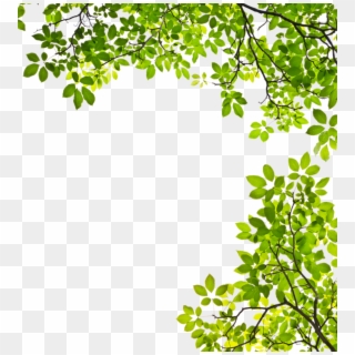 Feuille Arbre Png - Tree Branches With Leaves Clipart, Transparent Png