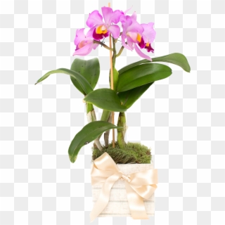 Orquídea Cattleya Lilás - Cattlianthe Jewel Box, HD Png Download