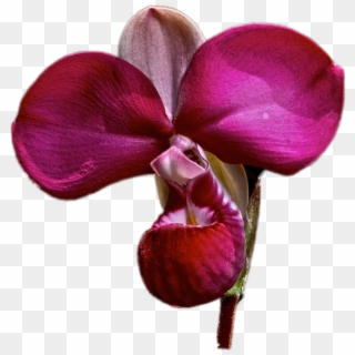 Flower1 - Orquideas Silvestres Png, Transparent Png