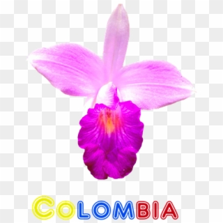 Colombia, Flor, Orquídea, Naturaleza, Exóticas - Orquidea Flor De Colombia, HD Png Download