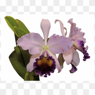 Razón Demás Para Afirmar Que Las Orquídeas Colombianas - Cattleya Labiata, HD Png Download