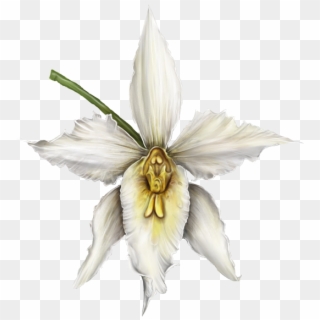 Orquídea - Cattleya, HD Png Download