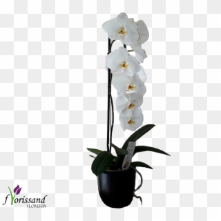 Impresionante Orquidea Cascada - Flower, HD Png Download