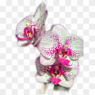 #orquidea - Artificial Flower, HD Png Download