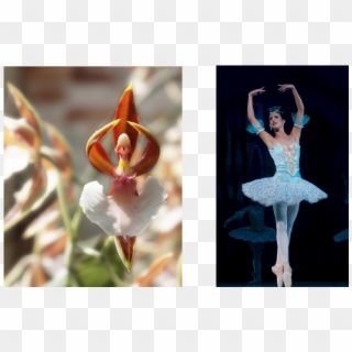 Caladenia Melanema La Orquídea Bailarina - Caladenia Melanema Ballerina Orchid, HD Png Download