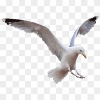 Seagull Png, Transparent Png