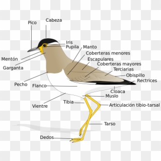 Anatomy Of A Bird, HD Png Download