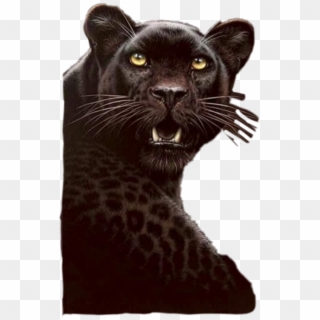 Pantera Sticker - Black Cheetah, HD Png Download