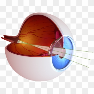 Olho-normal - Retina Png, Transparent Png
