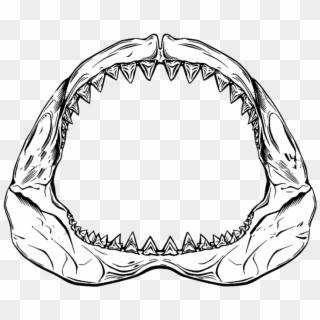 Shark Jaw Drawing, HD Png Download - 721x584(#4281133) - PngFind