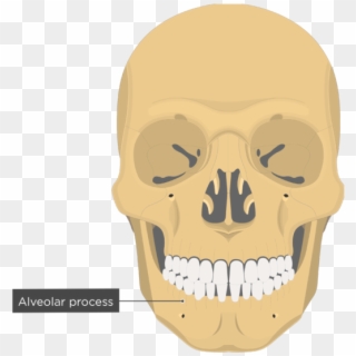 Alveolar Process - Mandible Bone - Anterior View - Vomer Bone, HD Png Download