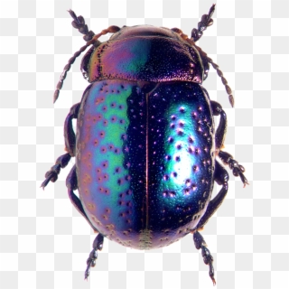 Not The Right Shape Of Beetle - Iridescent Beetle, HD Png Download