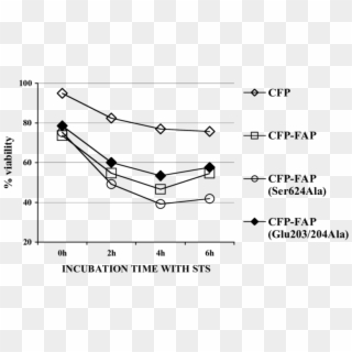 Overexpression Of Fap Increased Sts Induced Cell Apoptosis - Irepas, HD Png Download