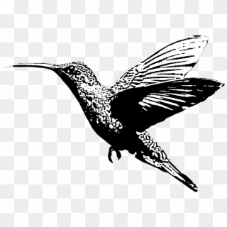 Hummingbird - Portable Network Graphics, HD Png Download