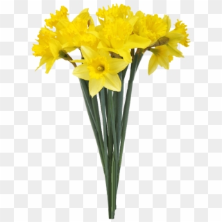 Spring Daffodils Transparent Background - Yellow Flowers Transparent Background, HD Png Download