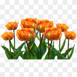 Spring, Tulips, Easter, Nature, Spring Flower, Flowers - Profilbilder Kostenlos Whatsapp Frühling, HD Png Download