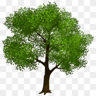Transparent Green Tree Clipart Picture M=1423128566 - Transparent Background Tree Clipart, HD Png Download