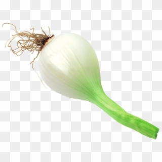 Onion Scanned - Welsh Onion, HD Png Download