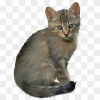 Cute Kitten Png Clipart - Free Kitten Picture Transparent, Png Download