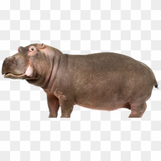 Hippo Png, Transparent Png