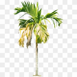 Watercolor Palm Tree Png, Transparent Png