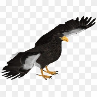 Wedge Tailed Eagle Png, Transparent Png