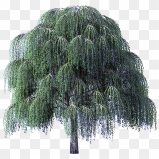 Tree Clipart Weeping Willow River - Willow Tree Transparent Background, HD Png Download