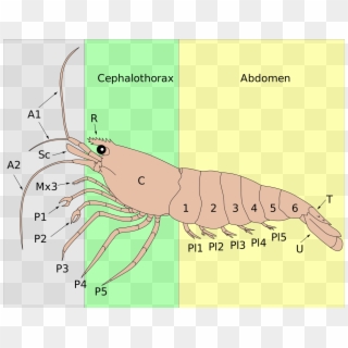 Anatomy Of A Shrimp - Cuantas Patas Tiene Una Gamba, HD Png Download
