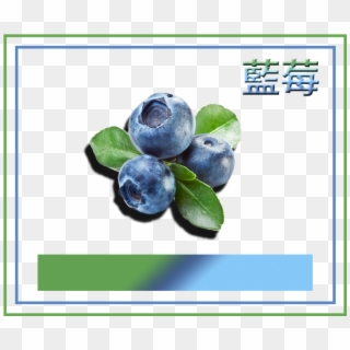 Blueberry Watercolour, HD Png Download