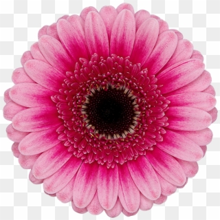 Pre Isabelle® - Barberton Daisy, HD Png Download
