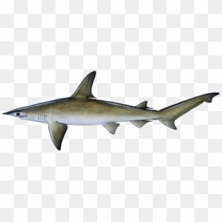 Bonnethead Sharks - Bonnethead Shark, HD Png Download