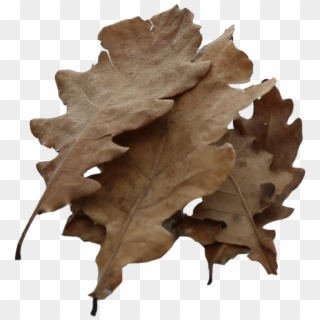 Oak Leaf Cluster - Mossy Cup Oak, HD Png Download