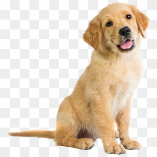 Allies-puppy - Mariah Carey Son 2018, HD Png Download